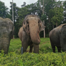 Sanctuaire des éléphants Kuala Gandah