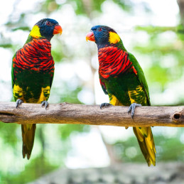 Tour Kuala Lumpur - Bird Park