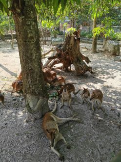 Zoo de Kuala Lumpur