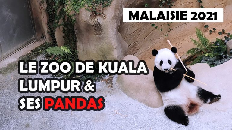 ZOO de KUALA LUMPUR Malaisie panda