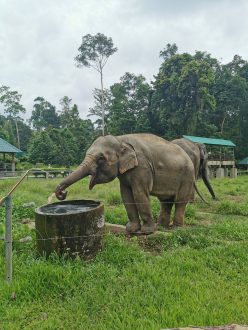 Que faire en Malaisie - Sanctuaire éléphant