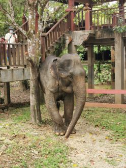 Que faire en Malaisie - Sanctuaire éléphant