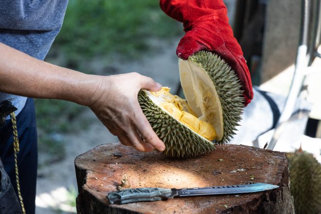Le durian et son odeur