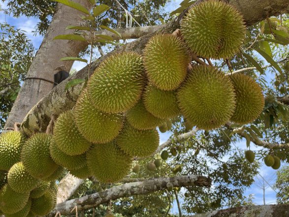 Comment pousse le durian