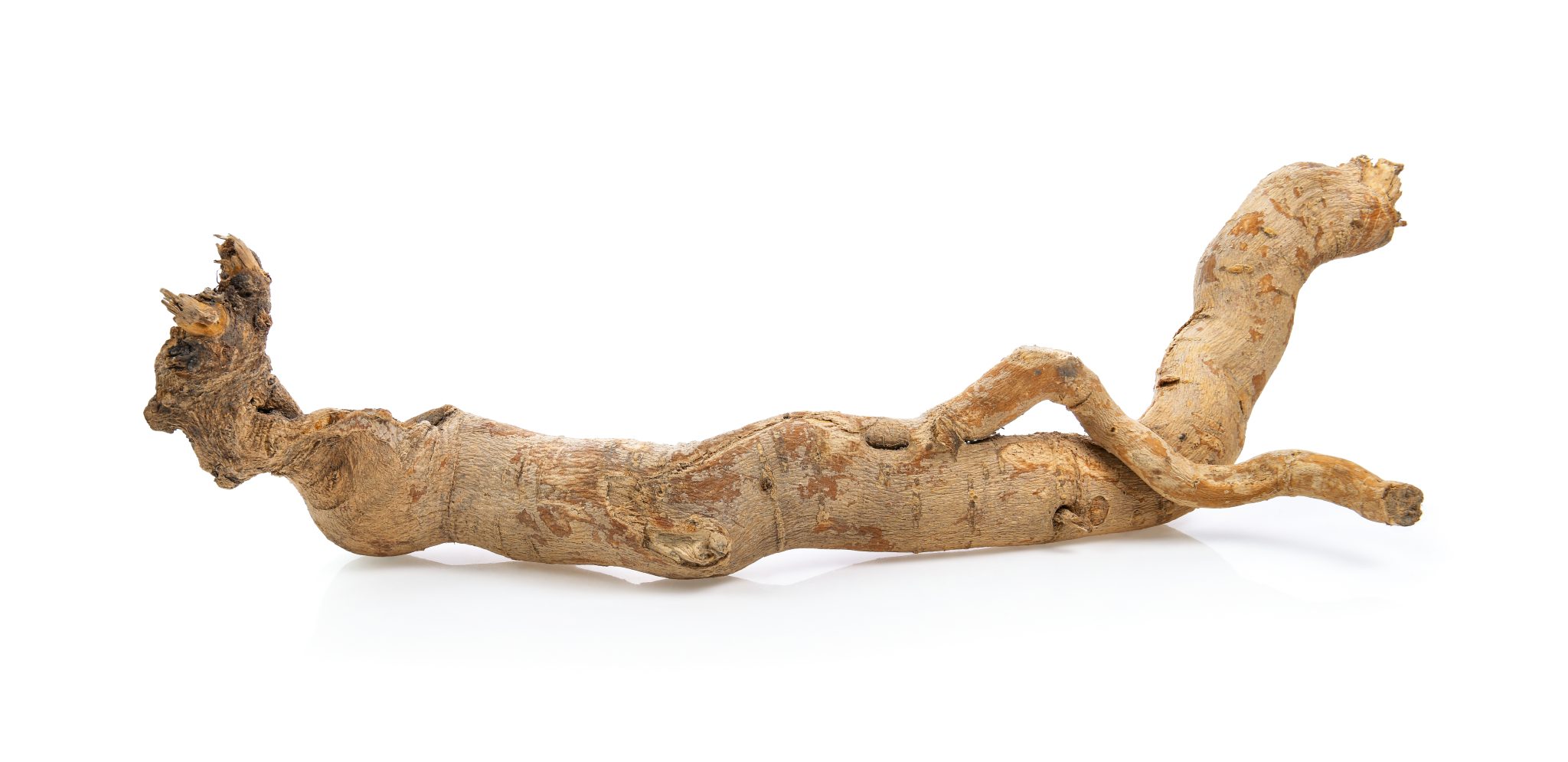 Tongkat Ali plante aphrodisiaque pour la testostérone où acheter Tongkat Ali plante aphrodisiaque pour la testostérone où acheter