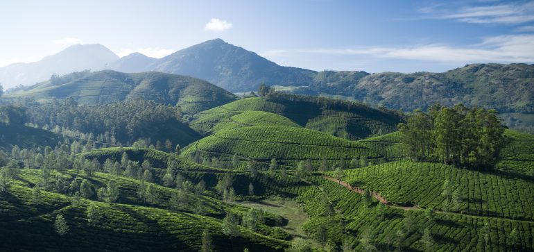 Vue panoramique sur les plantations de thé de Cameron highlands au matin